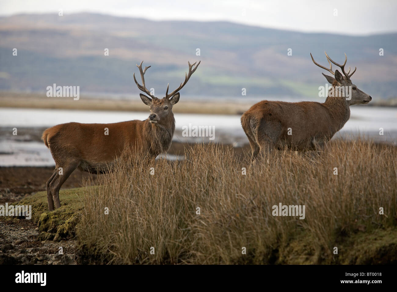 Red Deer, Cervus elaphus stags on the shoreline, Isle of Arran, Scotland Stock Photo