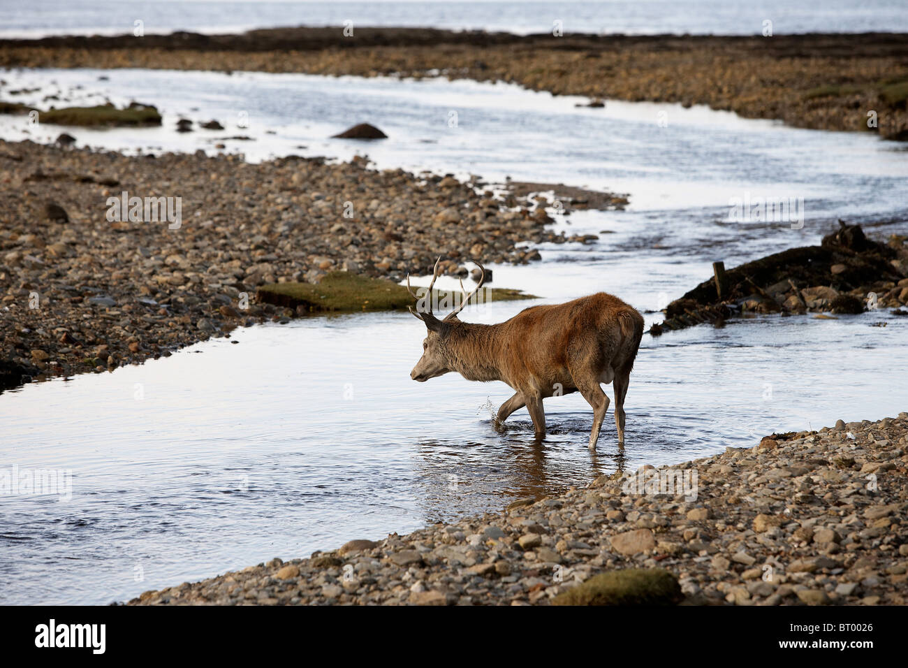 Red Deer, Cervus elaphus stag crossing a stream on the shoreline of Lochranza, Isle of Arran, Scotland Stock Photo