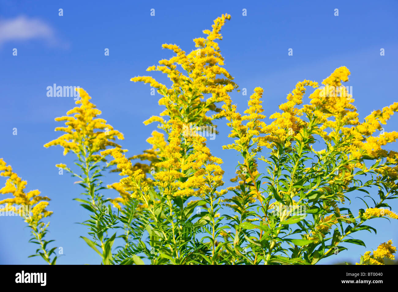 Blooming goldenrod plant on blue sky background Stock Photo