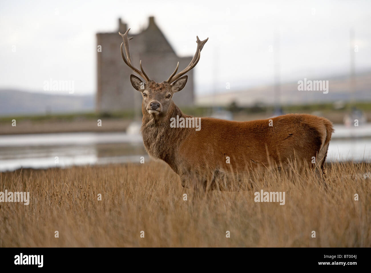 Red Deer, Cervus elaphus stag on the shoreline near Lochranza castle, Isle of Arran, Scotland Stock Photo