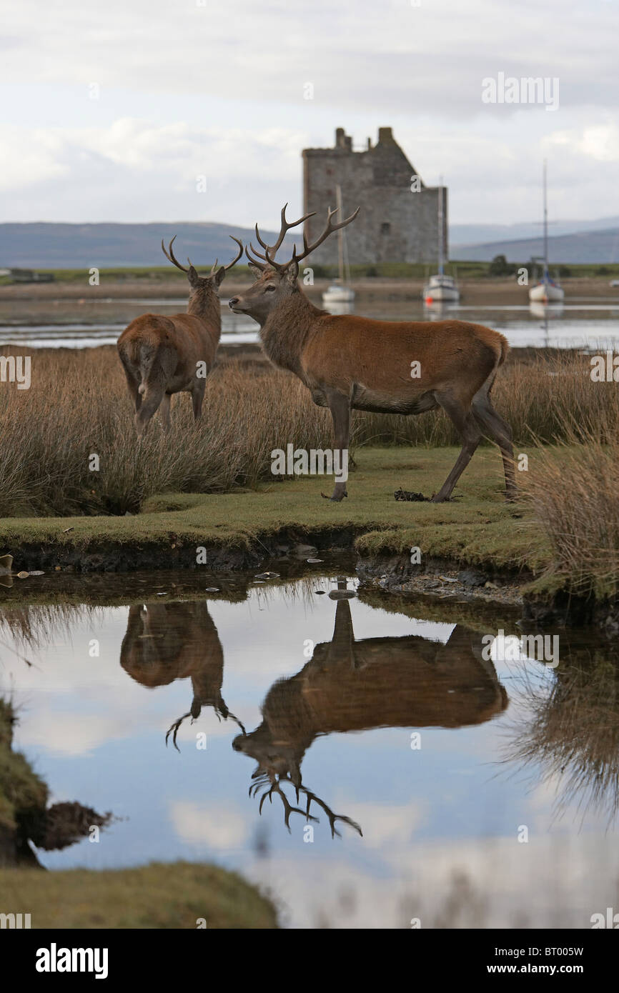 Red Deer, Cervus elaphus stags, Lochranza castle, Isle of Arran, Scotland Stock Photo