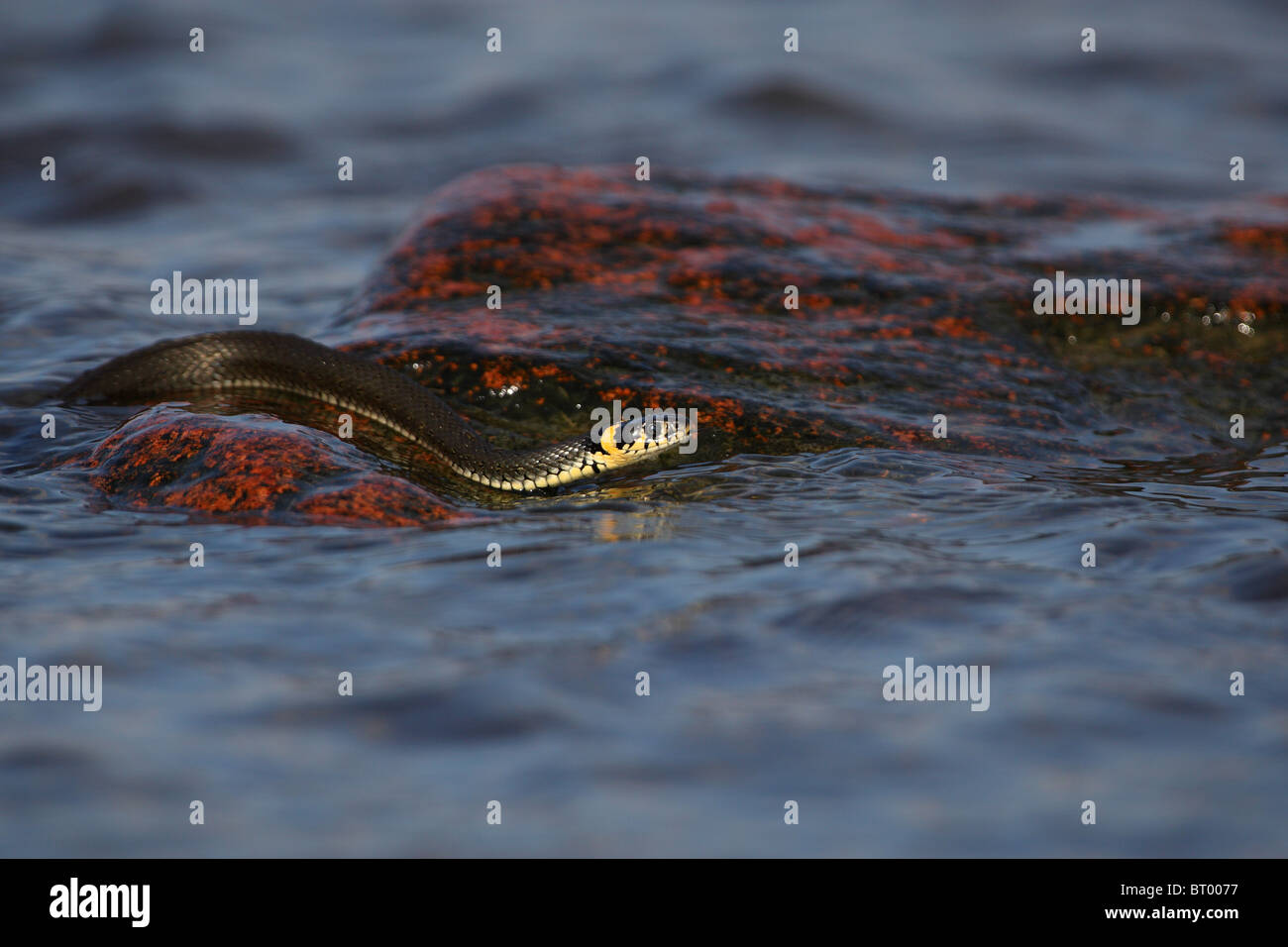 Grass Snake (Natrix natrix) swimming in the sea. Estonia, Europe. Stock Photo