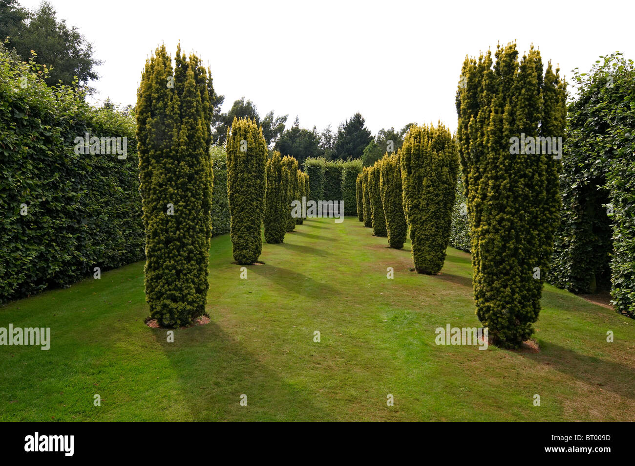 English country garden with avenue of clipped yew trees Stock Photo