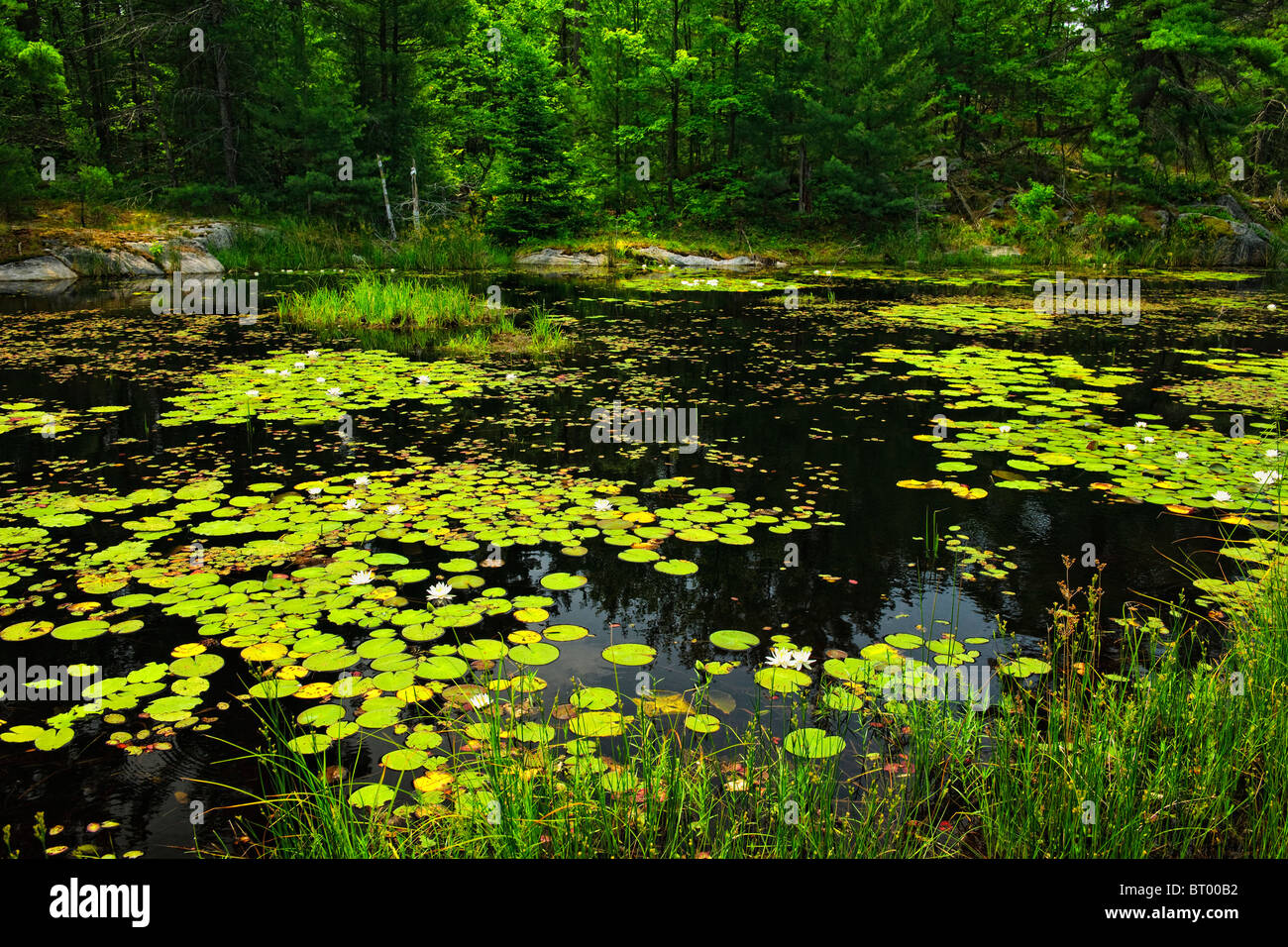 Water lilies water lily pads lily pad greenery foliage hires stock