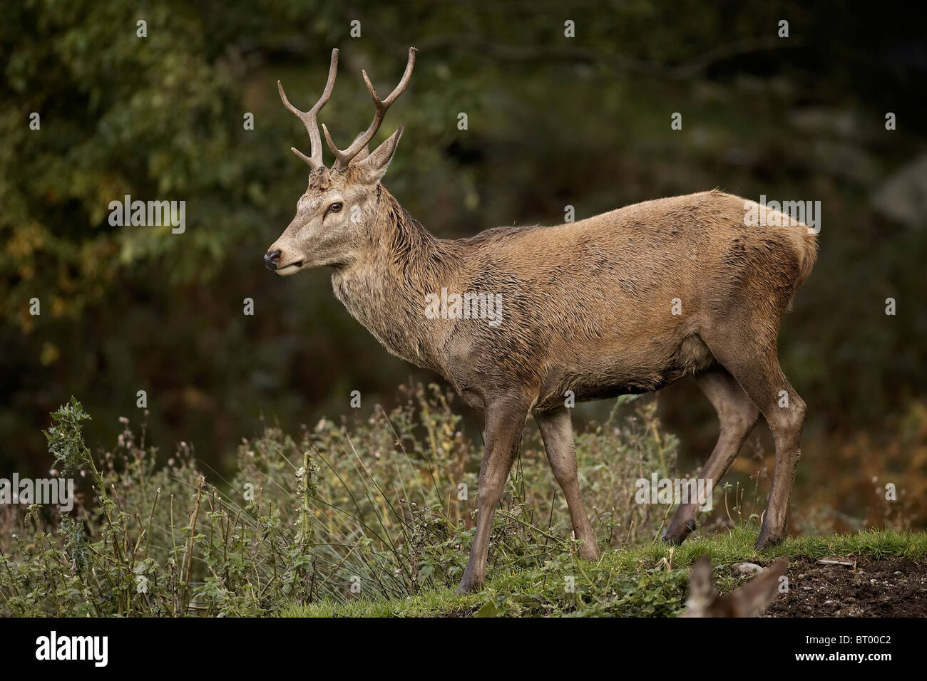 Young Red Deer, Cervus elaphus stag, Isle of Arran, Scotland Stock Photo