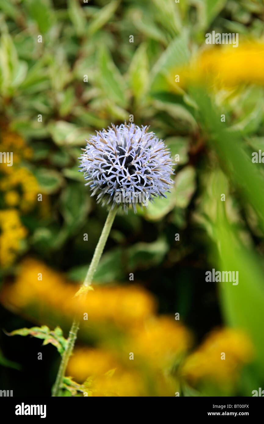 A Globe Thistle flower in an English cottage garden Stock Photo