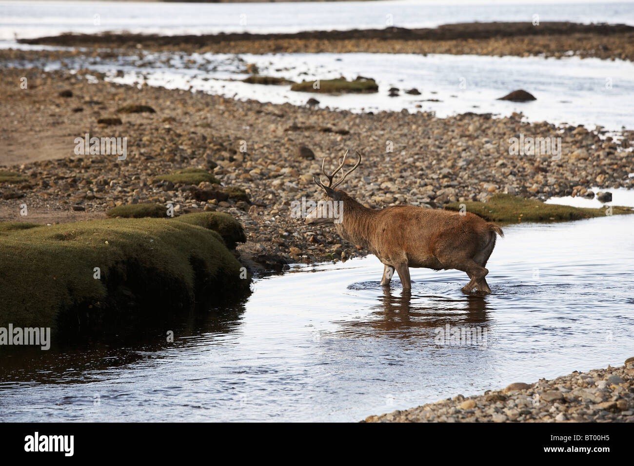 Red Deer, Cervus elaphus stag crossing a stream on the shoreline of Lochranza, Isle of Arran, Scotland Stock Photo