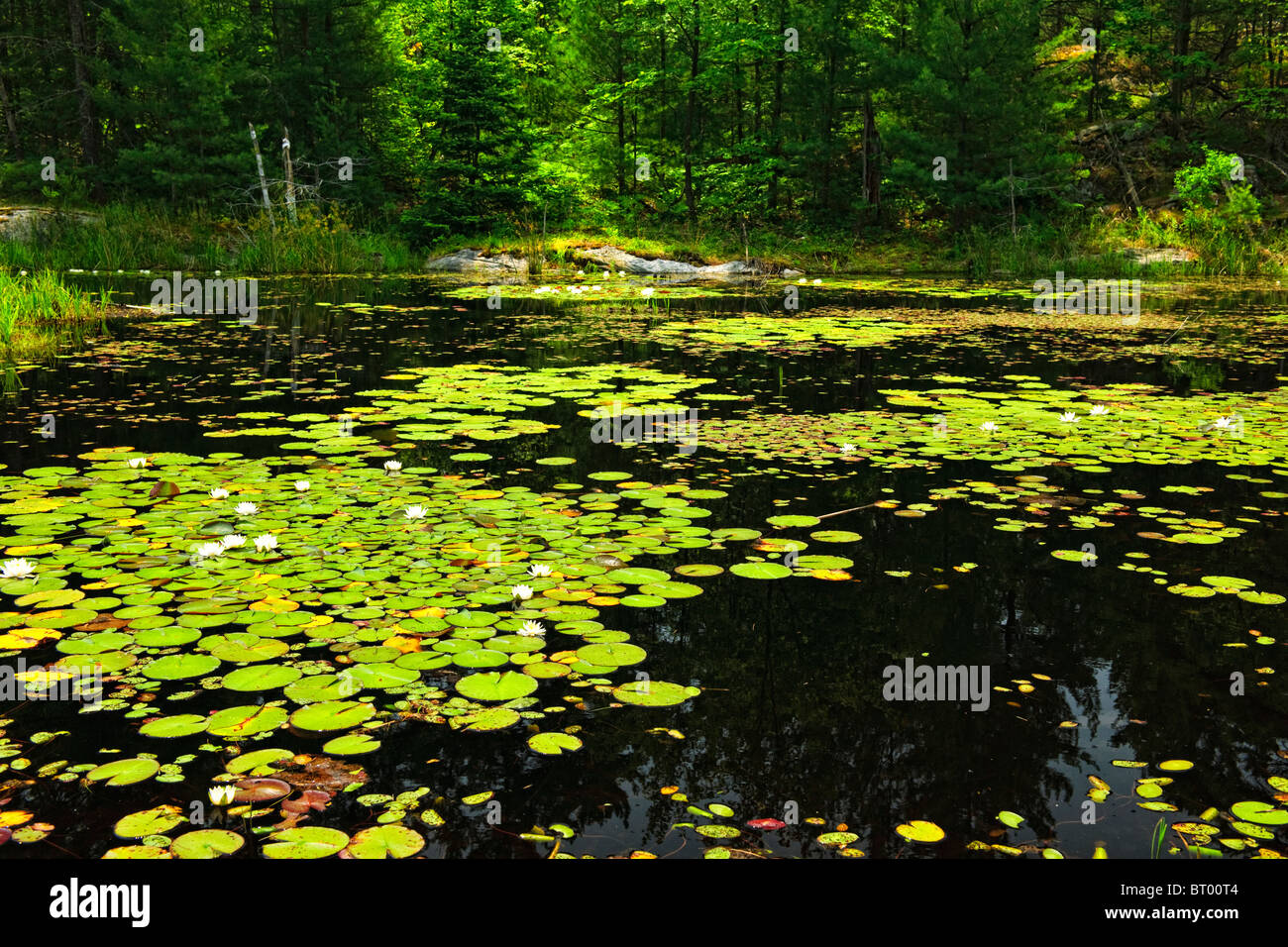 Water lilies water lily pads lily pad greenery foliage hires stock