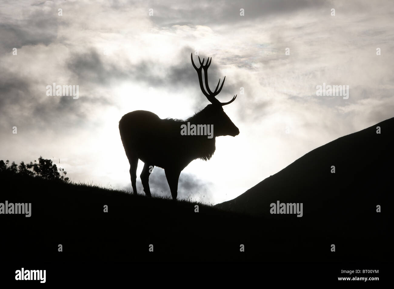 Red Deer, Cervus elaphus stag silhouetted against the mountain backdrop on the Isle of Arran, Scotland Stock Photo