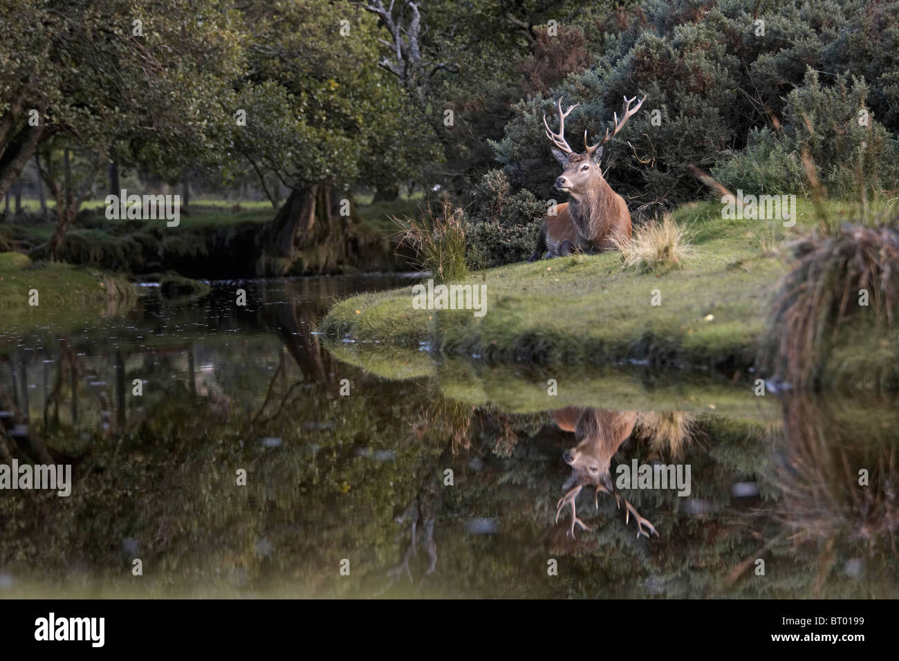 Red Deer, Cervus elaphus stags, Lochranza, Isle of Arran, Scotland Stock Photo