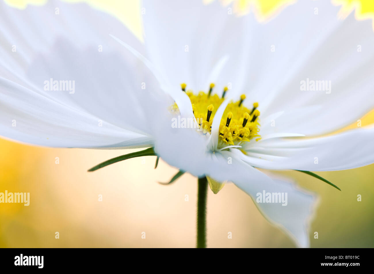 Soft focus cosmos bipinnatus hi-res stock photography and images - Alamy