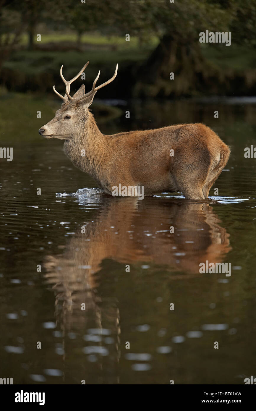 Red Deer, Cervus elaphus stag crossing a stream, Lochranza, Isle of Arran, Scotland Stock Photo