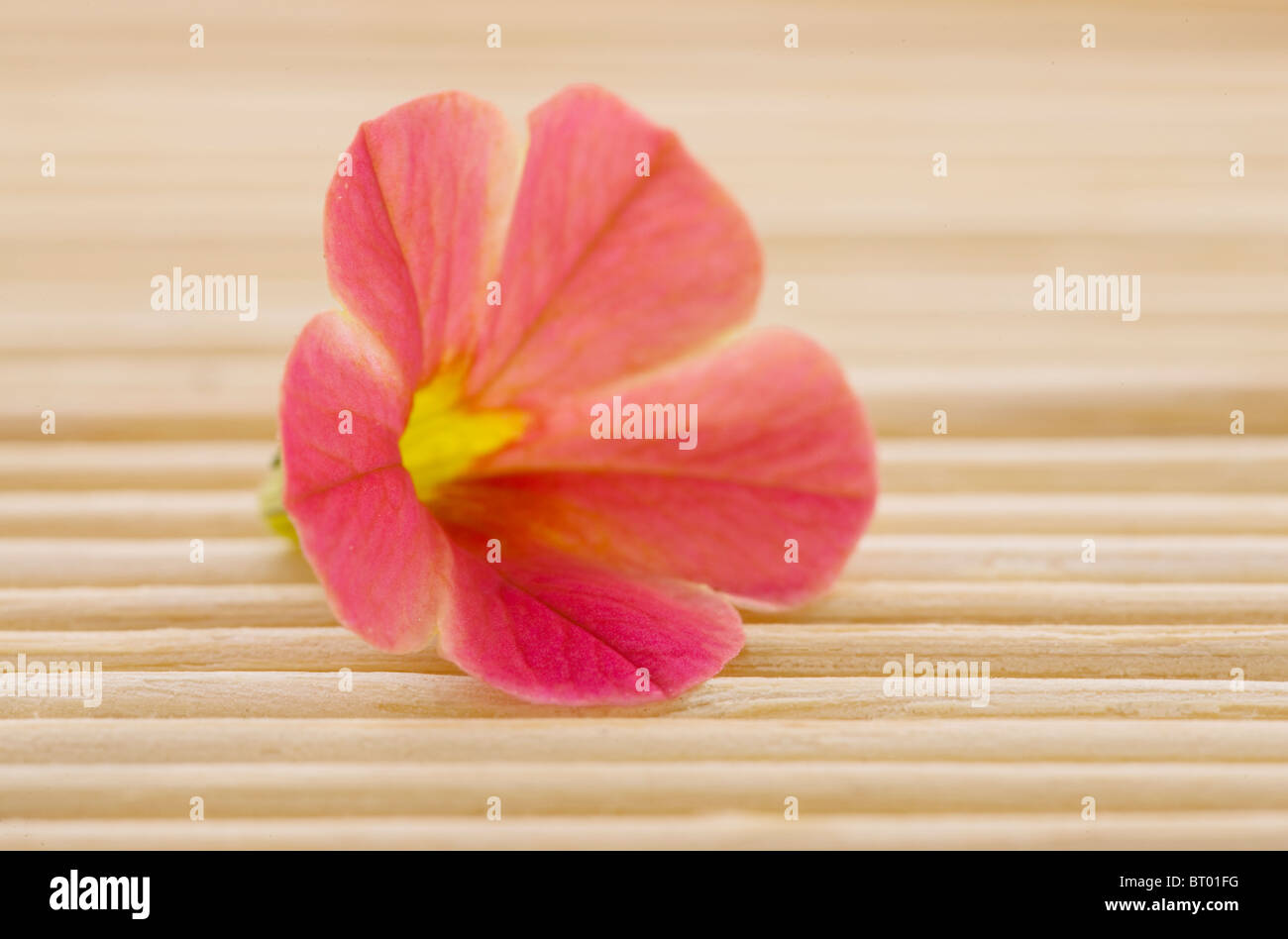 Single tropical flower on bamboo mat Stock Photo