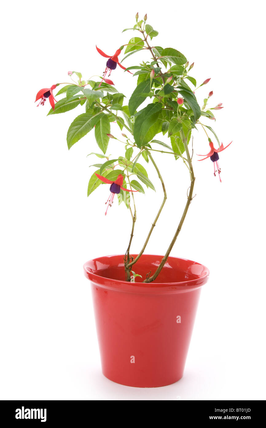 Fuschia flower with white background Stock Photo