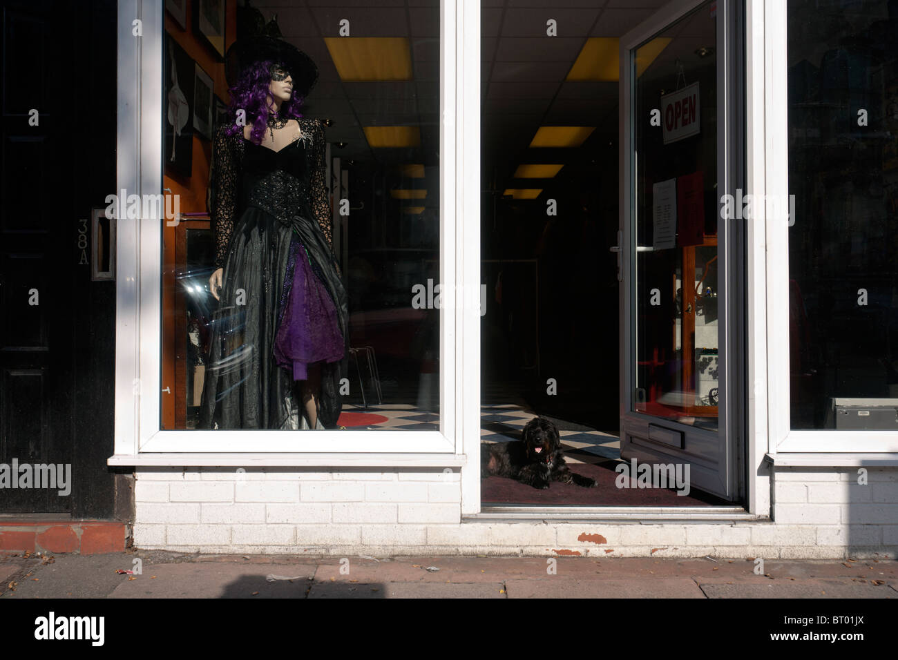 witch and dog in shop window Stock Photo