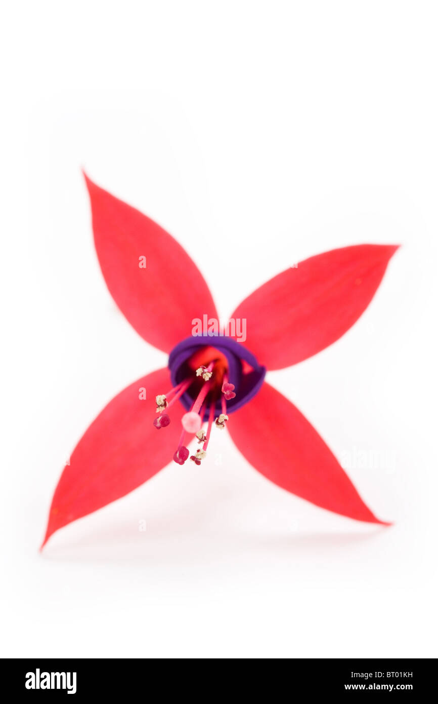 Fuschia flower with white background Stock Photo