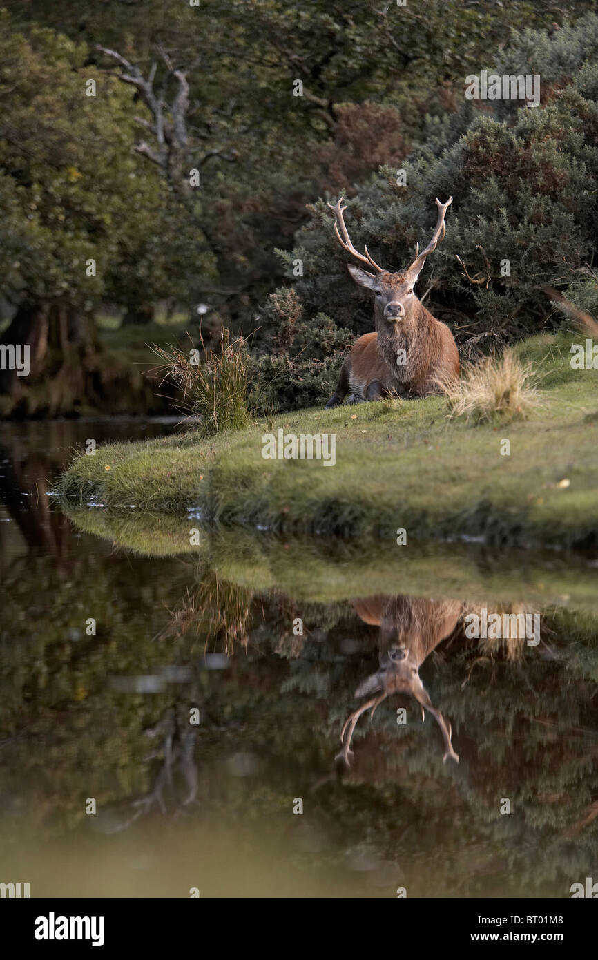 Red Deer, Cervus elaphus stags resting near a stream, Isle of Arran, Scotland Stock Photo