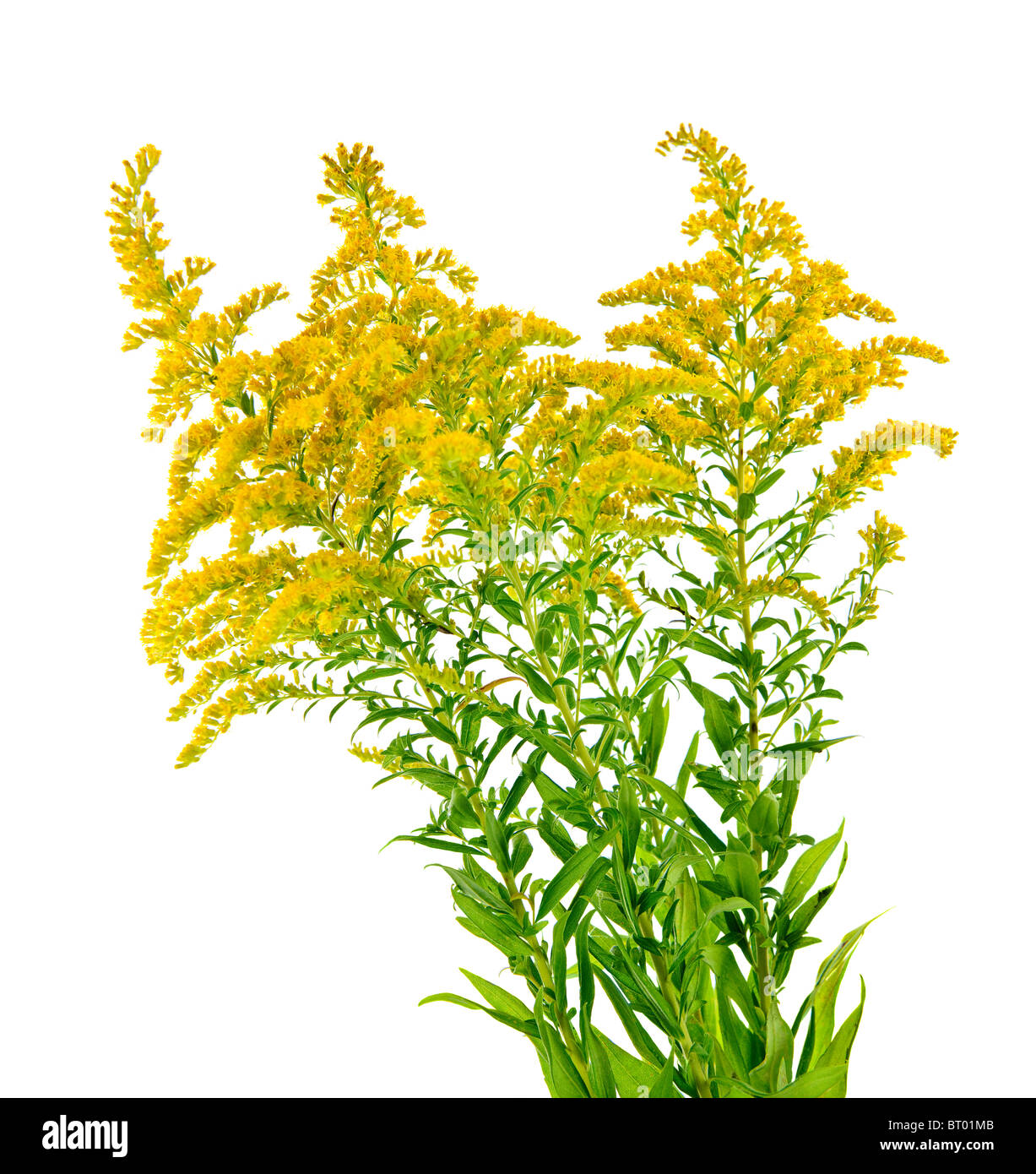 Blooming goldenrod plant isolated on white background Stock Photo Alamy