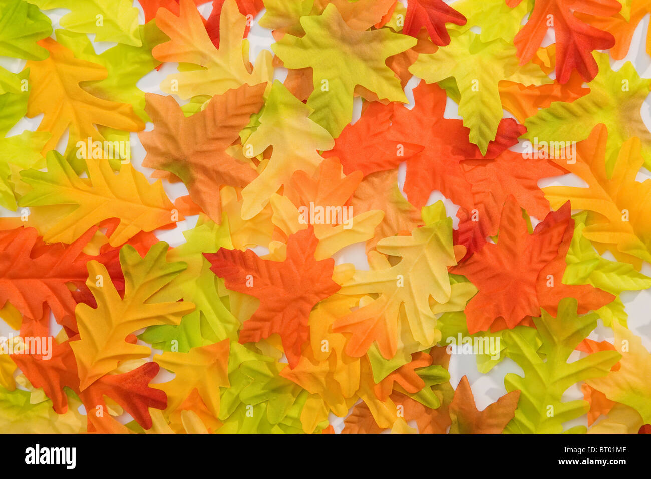 Autumn oak leaves Stock Photo - Alamy