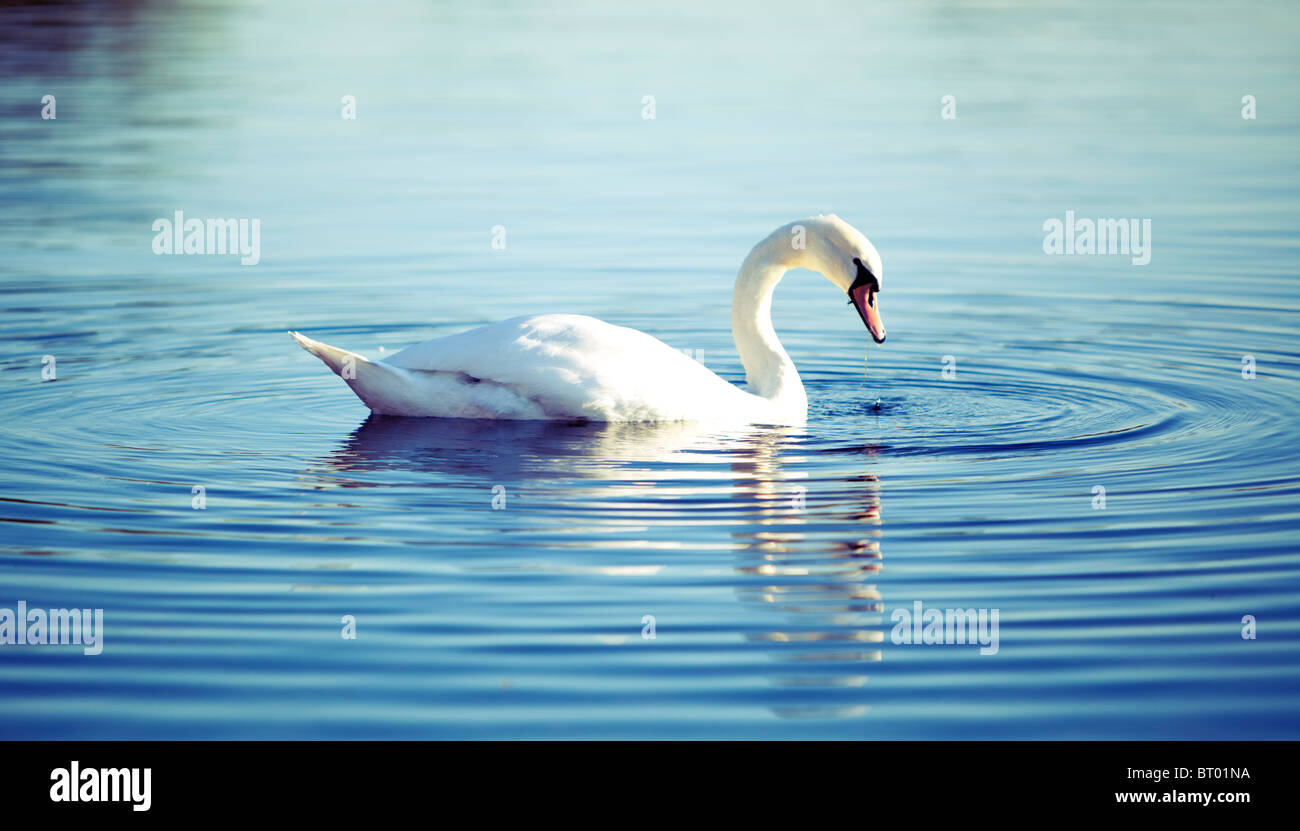 A white swan feeding and sending ripples on the surface of a pond, England, UK. Stock Photo