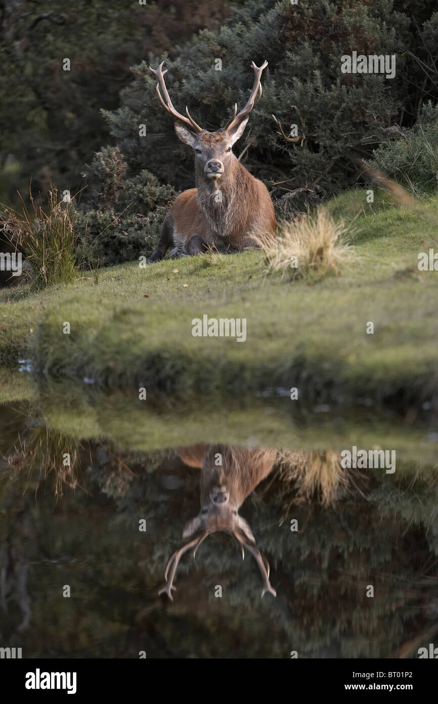 Red Deer, Cervus elaphus stag resting near a stream, Isle of Arran, Scotland Stock Photo