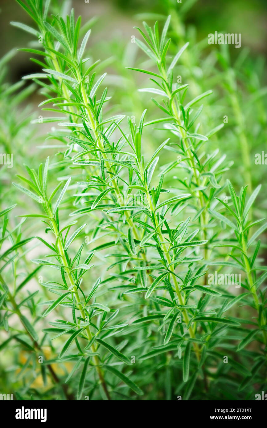 Rosemary garden hires stock photography and images Alamy