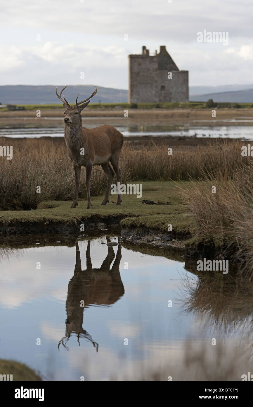 Red Deer, Cervus elaphus stag reflected in loch, Lochranza, Isle of Arran, Scotland Stock Photo