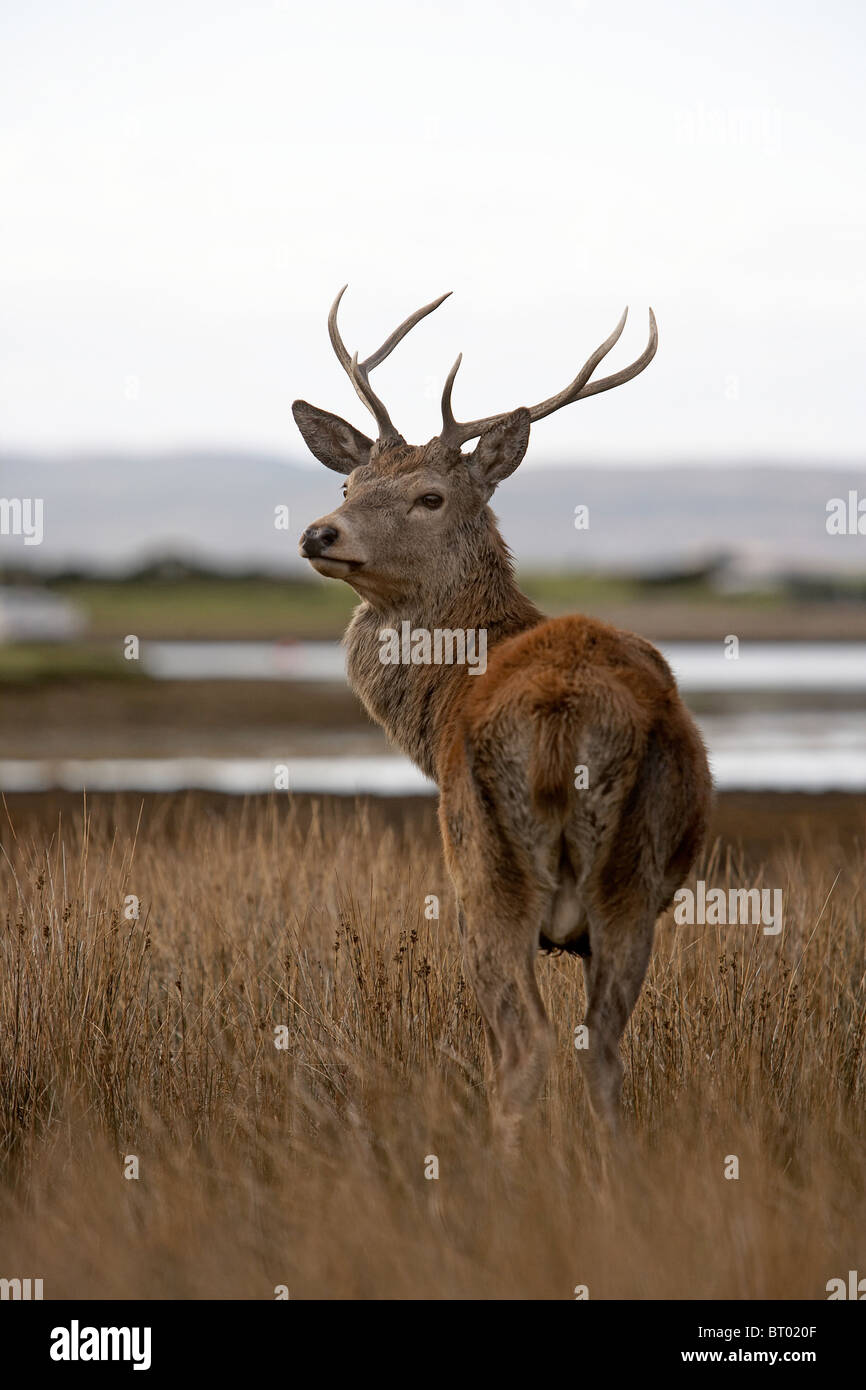 Red Deer, Cervus elaphus stag, Isle of Arran, Scotland Stock Photo
