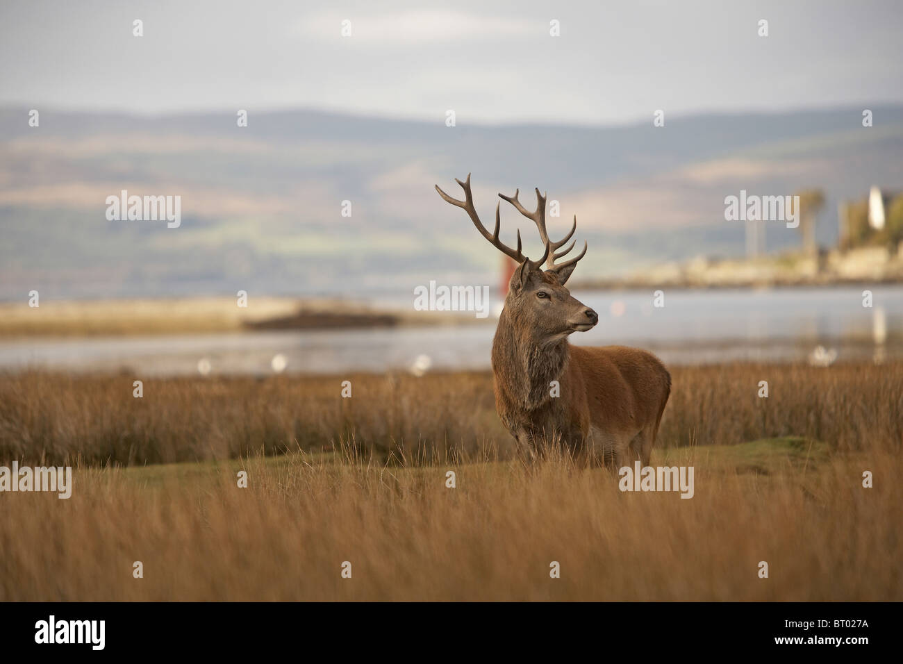 Red Deer, Cervus elaphus stag on the shoreline, Isle of Arran, Scotland Stock Photo