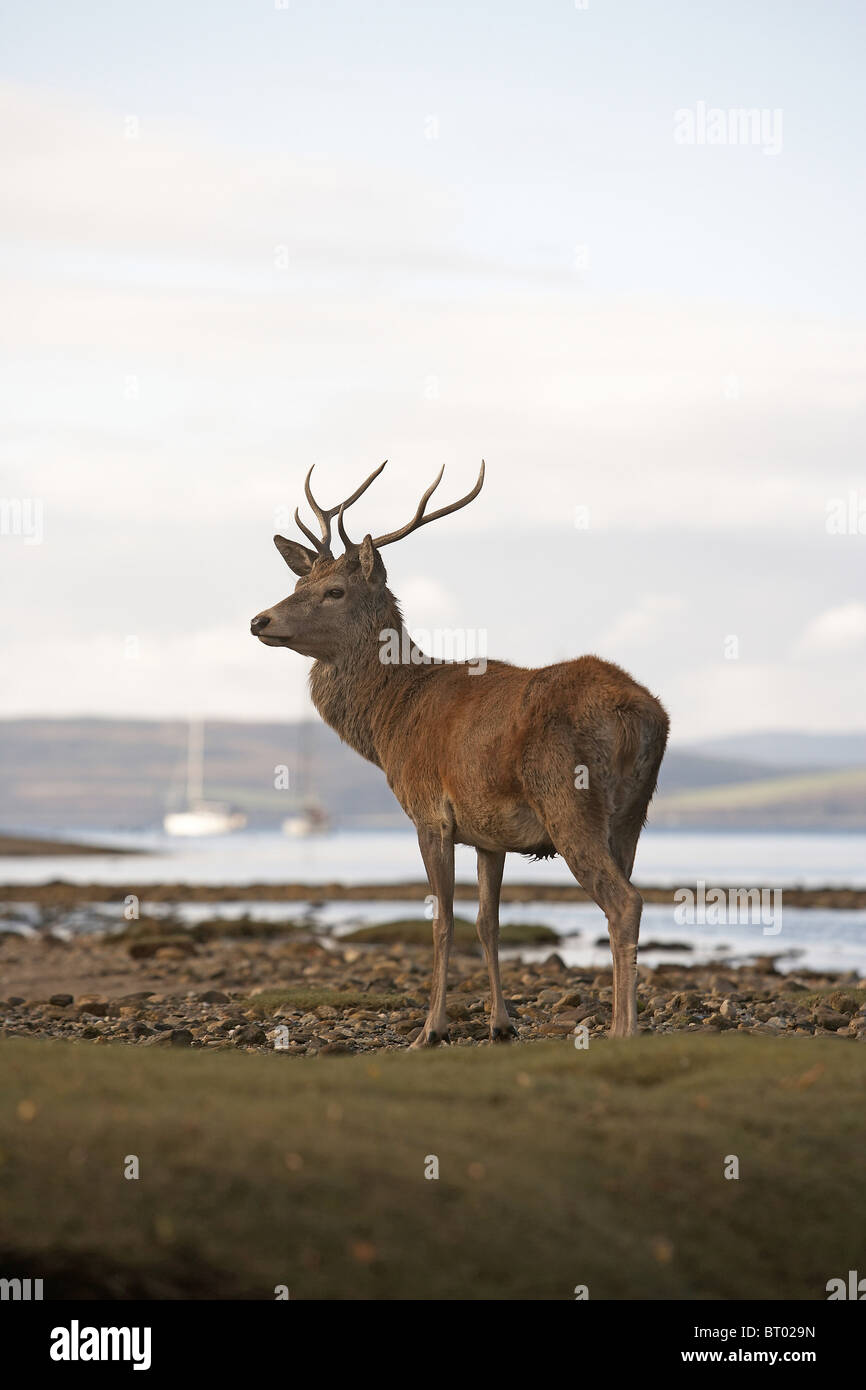 Red Deer, Cervus elaphus stag on the shoreline of Lochranza, Isle of Arran, Scotland Stock Photo