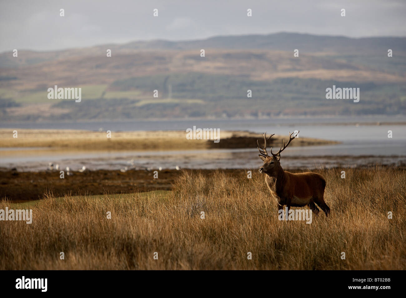 Red Deer, Cervus elaphus stags, Lochranza, Isle of Arran, Scotland Stock Photo