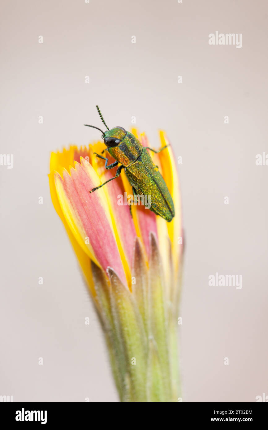 Woodboring beetle Stock Photo  Alamy