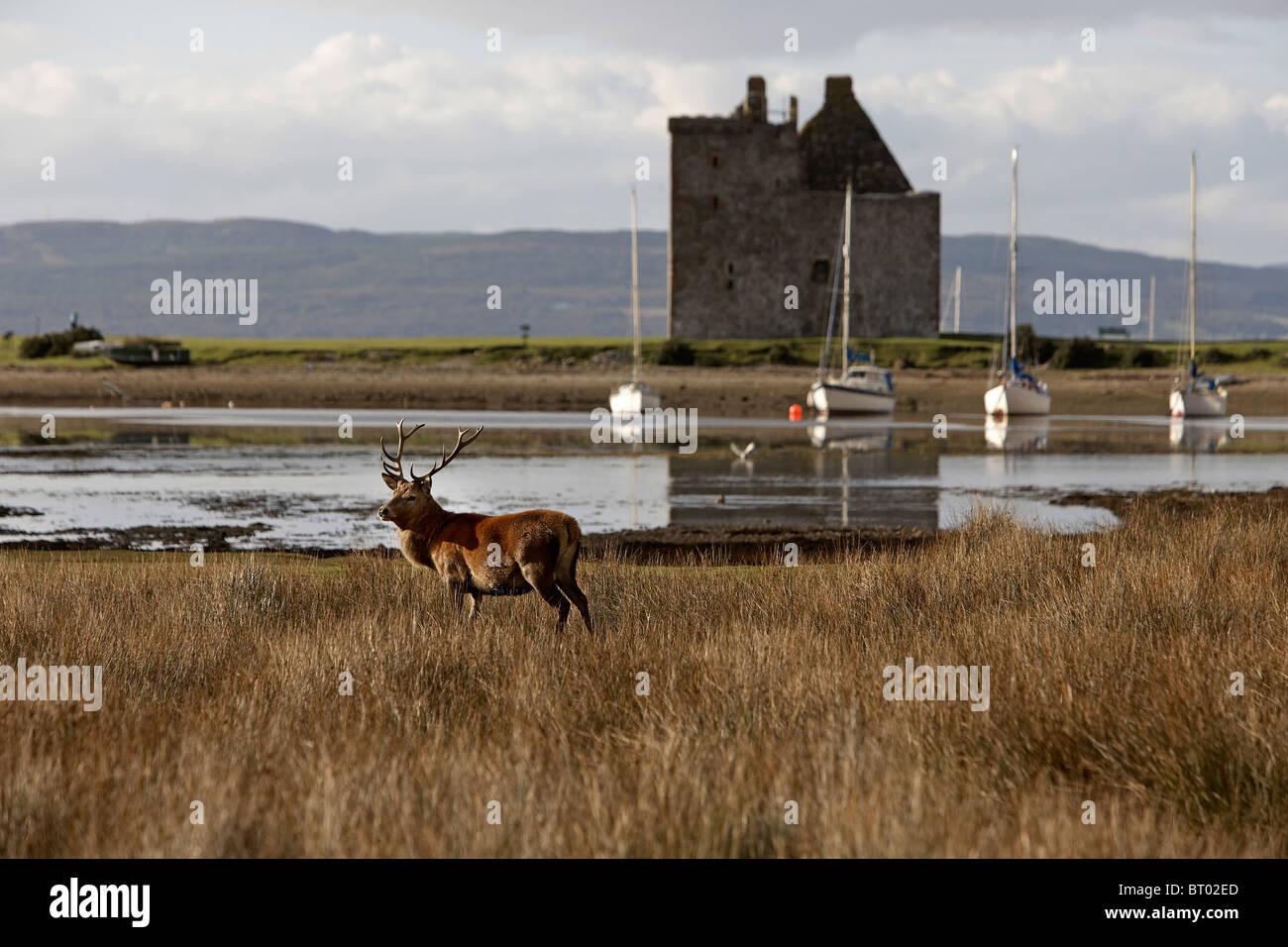 Red Deer, Cervus elaphus stag on the shoreline of Lochranza castle, Isle of Arran, Scotland Stock Photo
