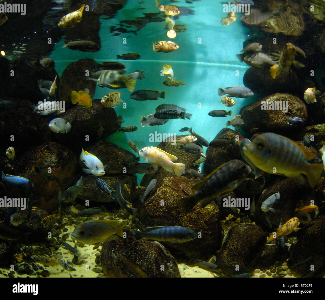 Tropical Fish in an aquarium Stock Photo