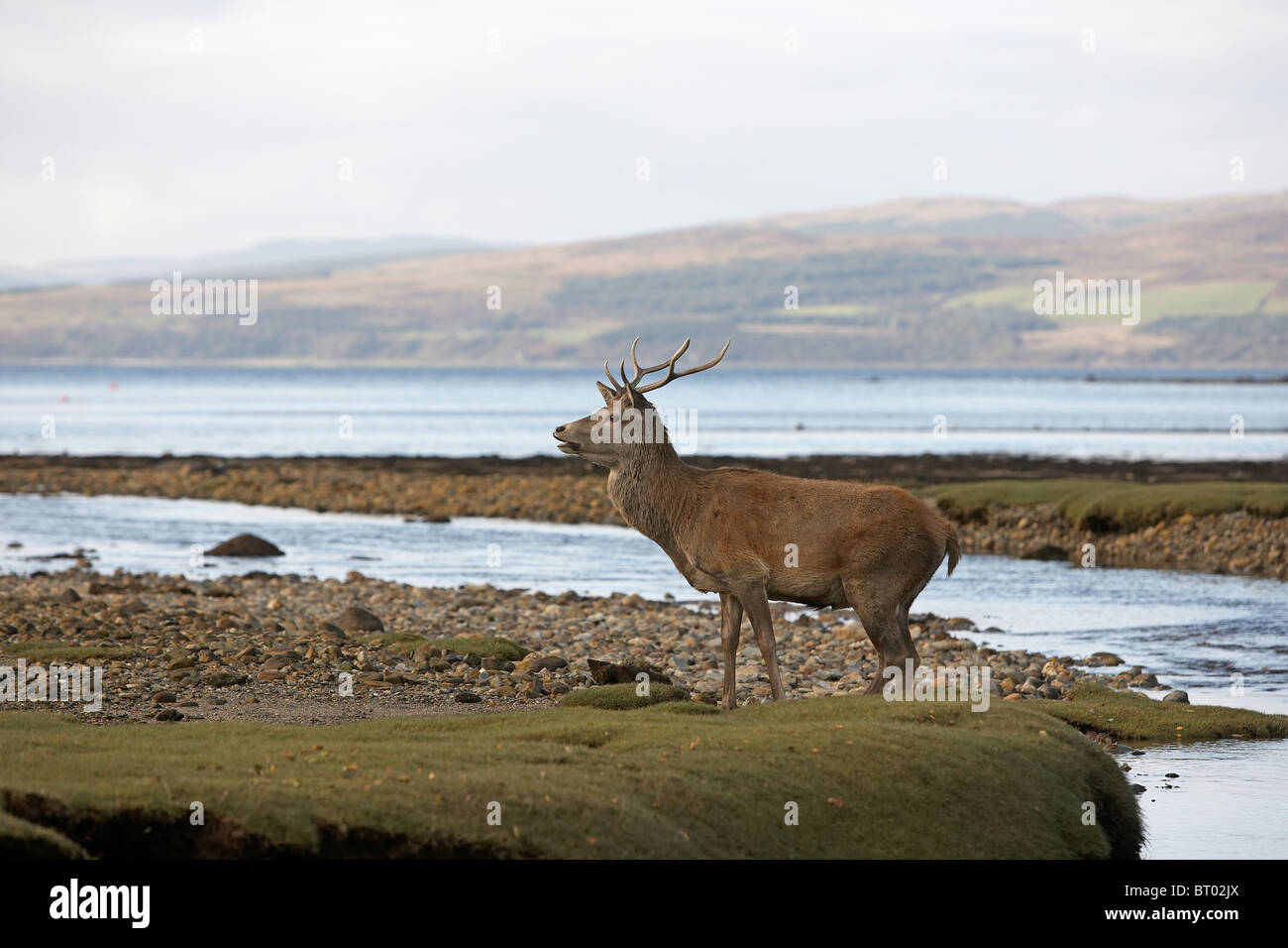 Red Deer, Cervus elaphus stag on the shoreline, Isle of Arran, Scotland Stock Photo