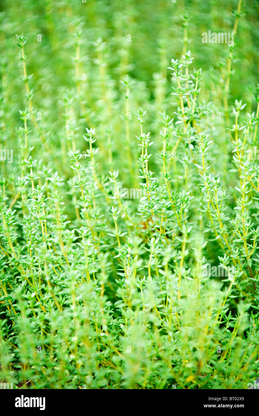 Thyme garden hires stock photography and images Alamy