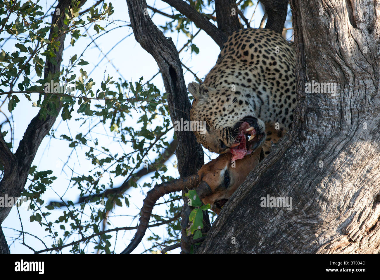 Leopard Eating Impala Antelope in Tree Stock Photo