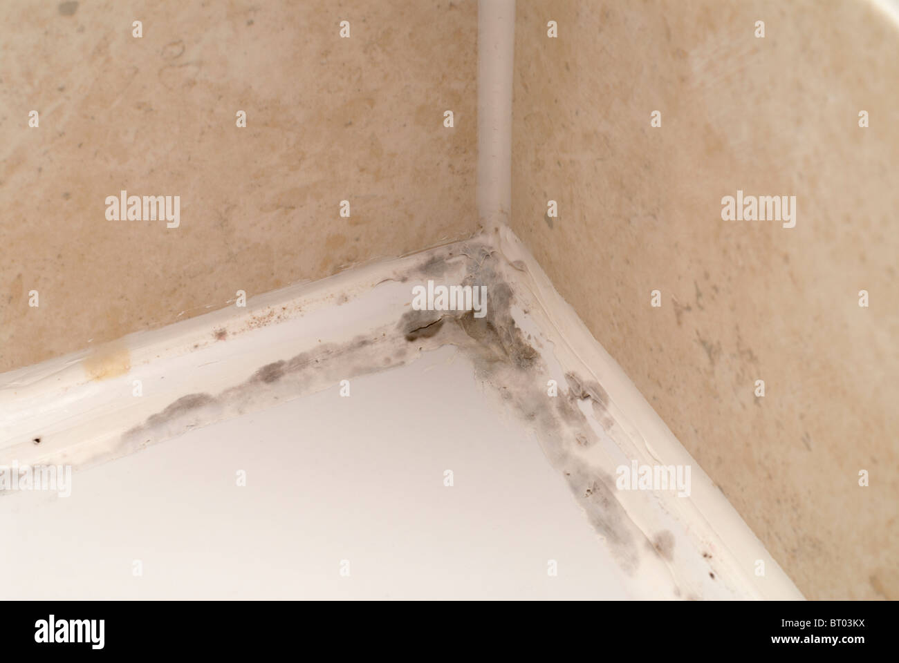 Black mould uk hi-res stock photography and images - Alamy