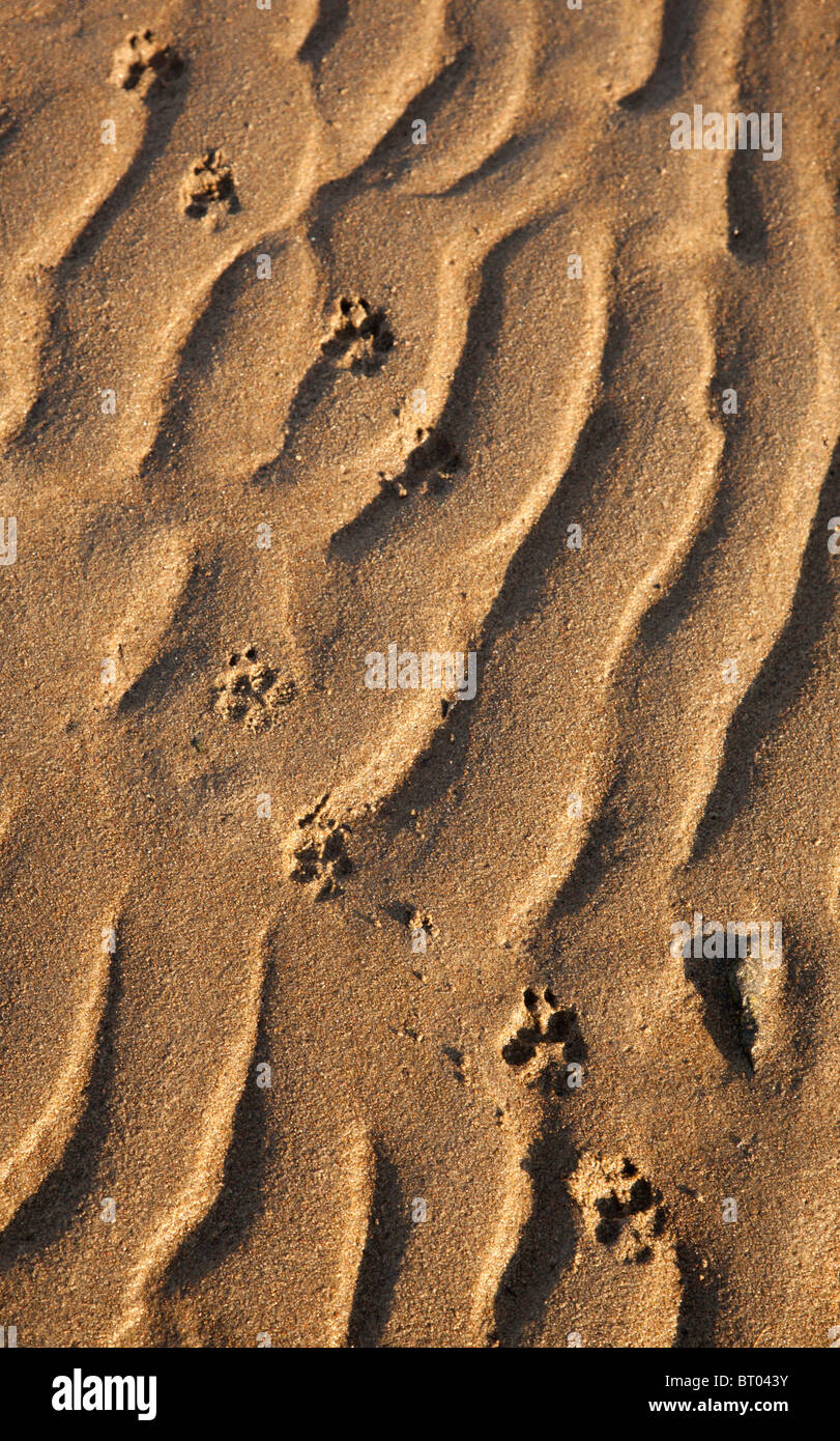 Cat paw prints on soft sand Stock Photo