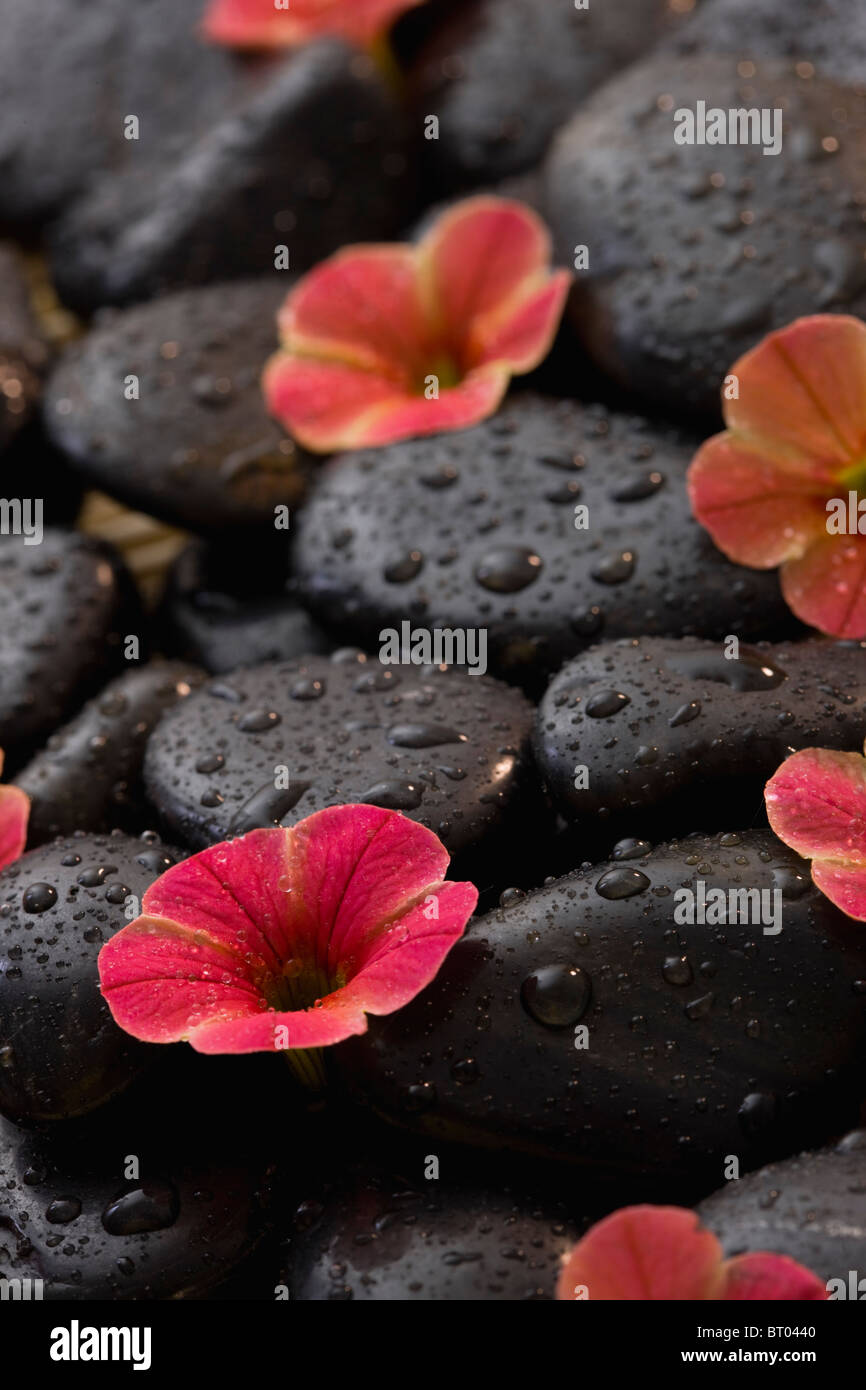 Fresh flowers arranged on wet spa rocks Stock Photo - Alamy