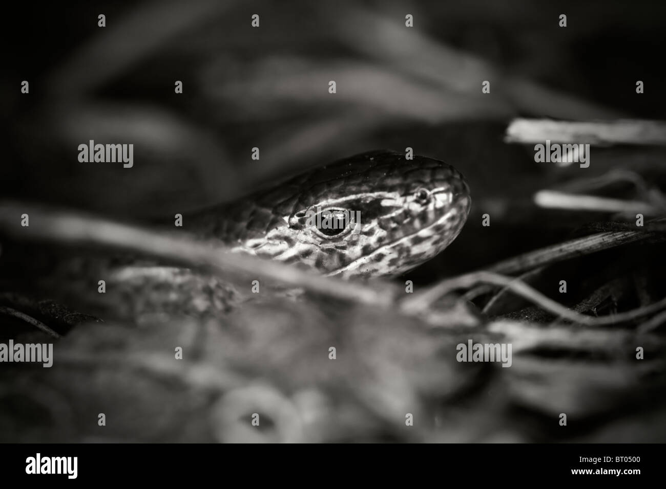 Slow worm portrait in black and white Stock Photo