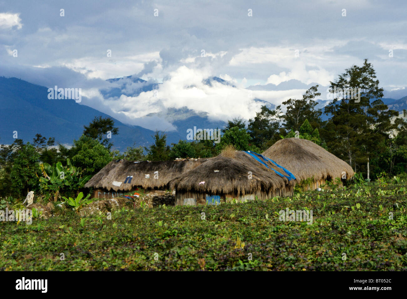 Lani thatched huts, Baliem Valley, Papua, Indonesia Stock Photo