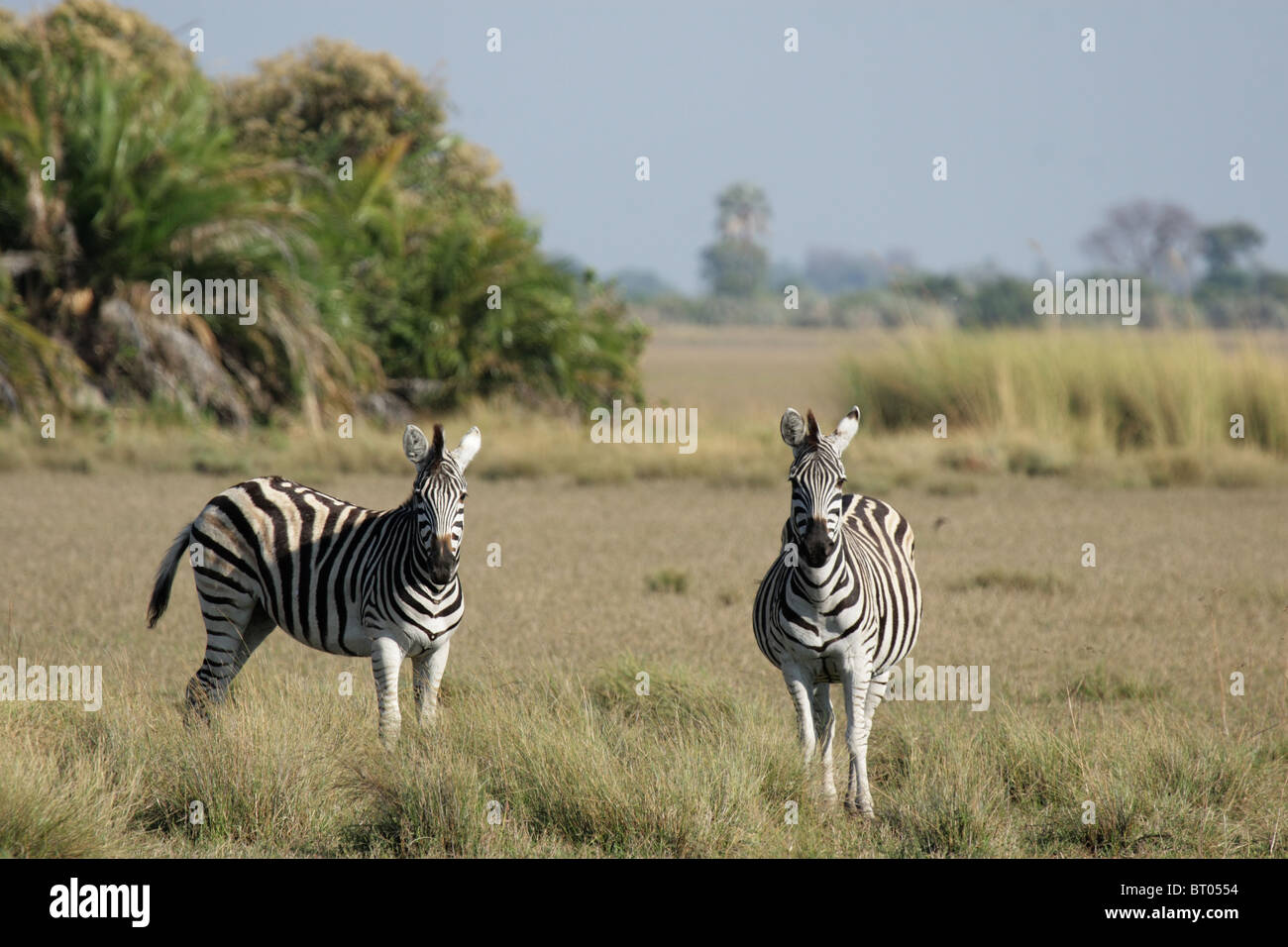 Plains Zebra (Equus quagga) in the Okavango Delta, Botswana. Stock Photo