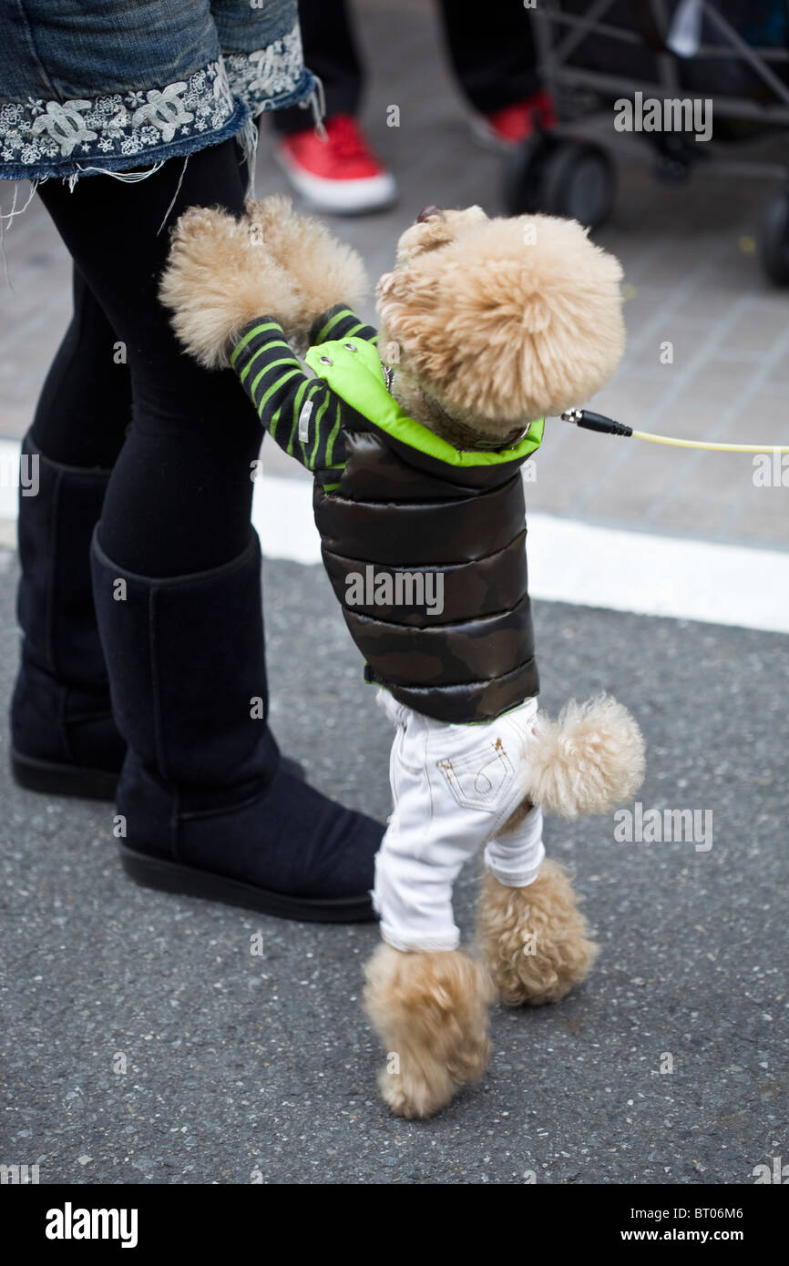 Dog Dressed up in Clothes Harajuku Tokyo Japan Stock Photo Alamy