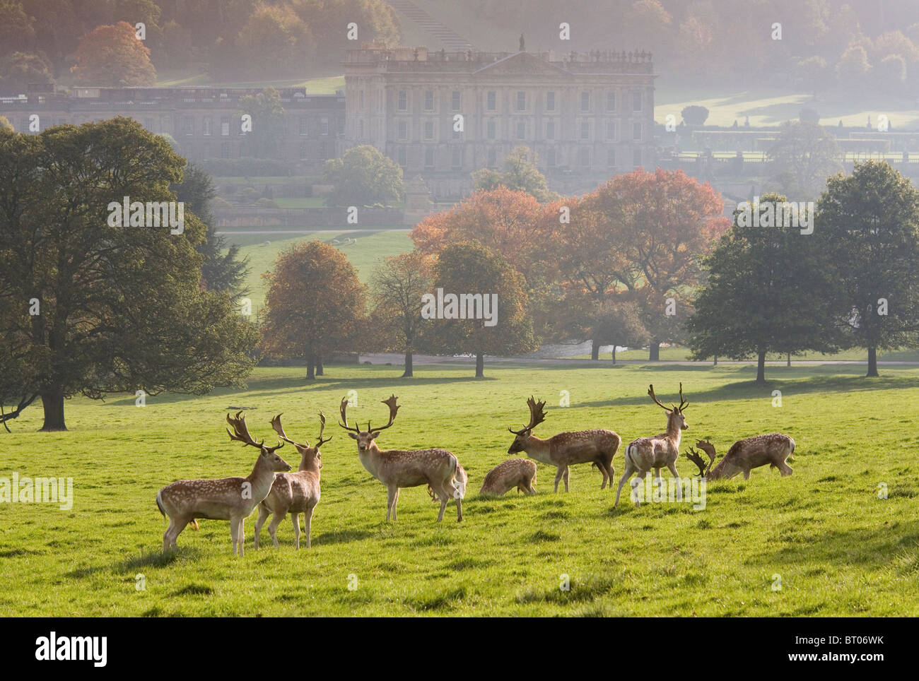 Deer in autumn at Chatsworth Park with Chatsworth House, Derbyshire, England, UK Stock Photo