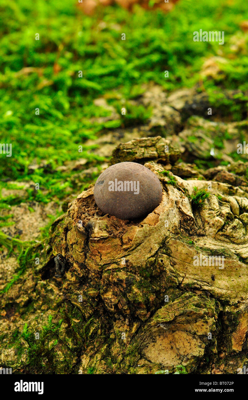 Autumn fungi - two puff balls, edible fruiting bodies (gasterothecium) on  fallen English oak leaves Stock Photo - Alamy