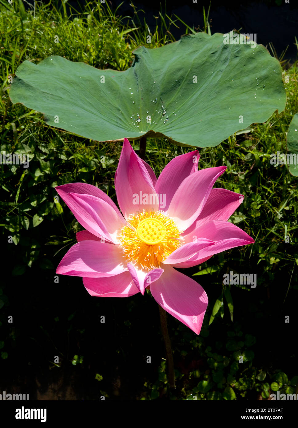 Water lily, Bali, Indonesia Stock Photo