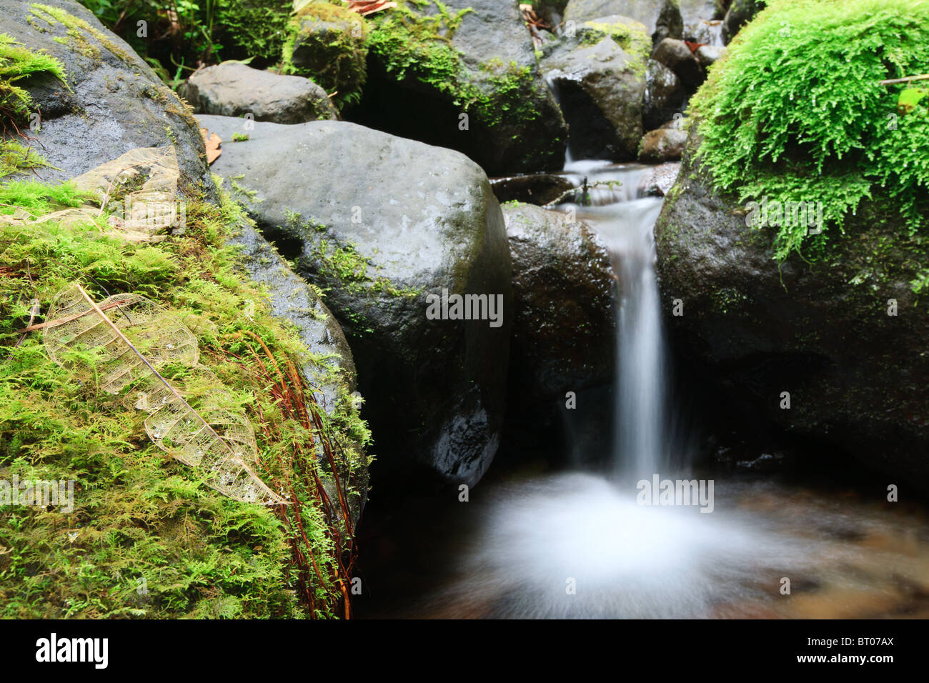 Specific vegetation hi-res stock photography and images - Alamy