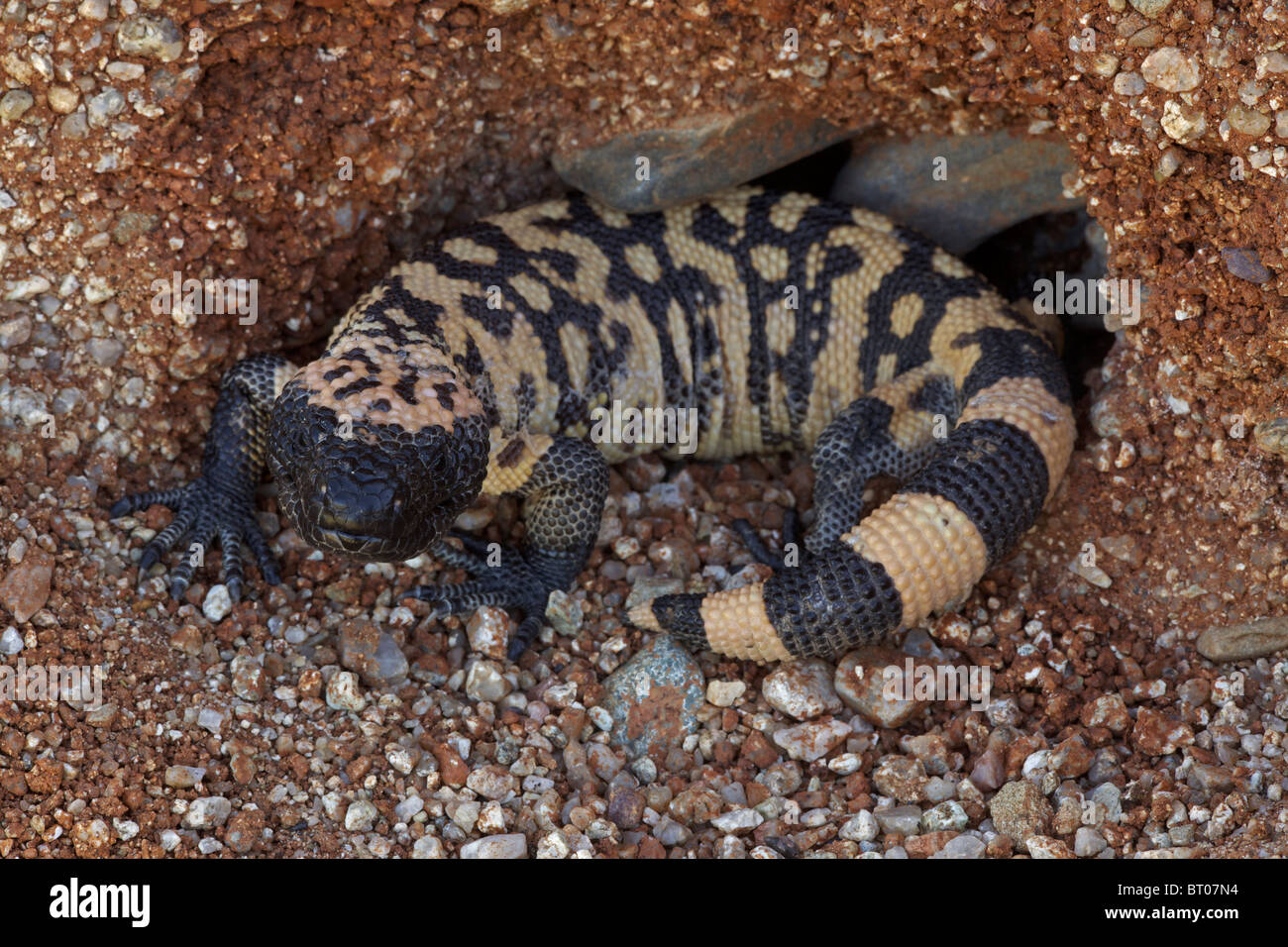 Gila monster (Heloderma suspectum) Sonoran Desert Arizona One of