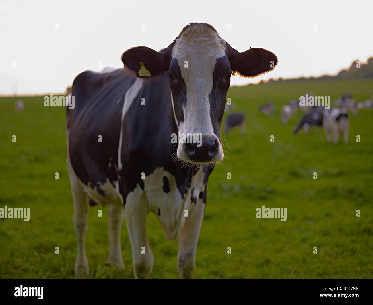 Close up face animal hi-res stock photography and images - Alamy